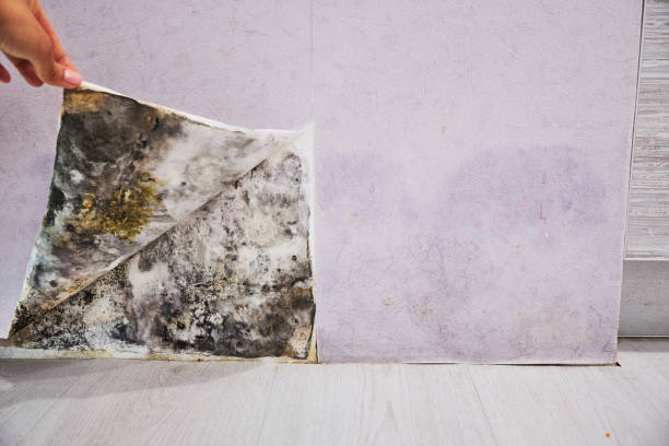 Best Kitchen Mold Remediation in South Bend, IN